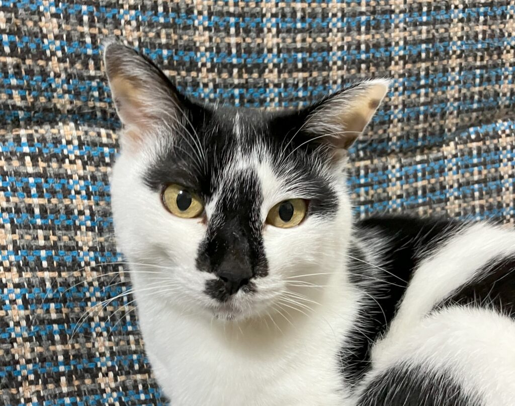 ネトウヨとは誰なのか？【池内恵】【鈴木一人】【遠藤乾】