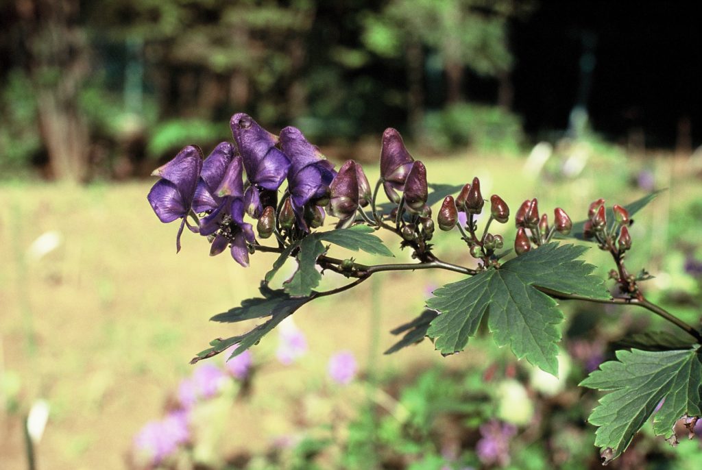 「毒」から考える歴史・ 進化・新薬