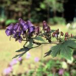 「毒」から考える歴史・ 進化・新薬