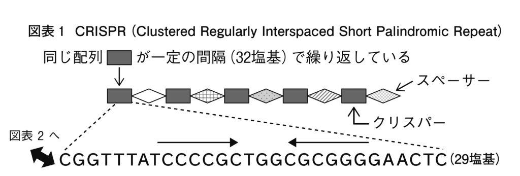 奇妙な繰り返し配列クリスパーの謎【石野良純】