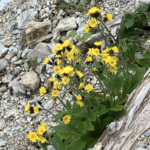 ＡＩと感情【中尾武彦】