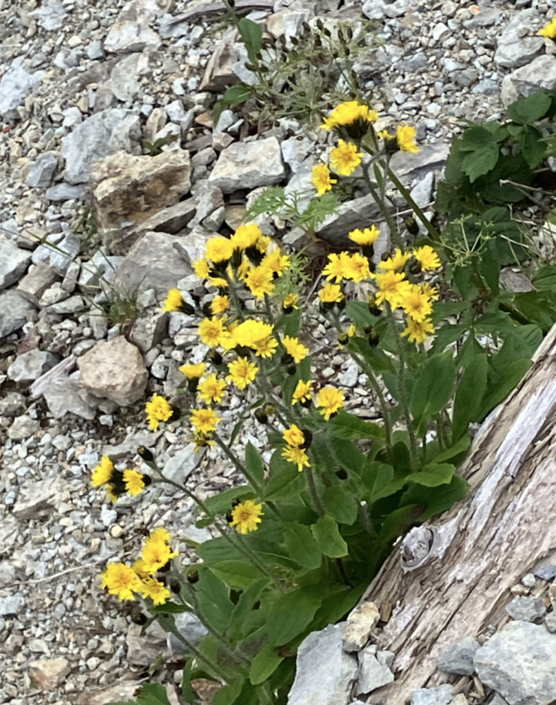 ＡＩと感情【中尾武彦】