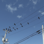 電柱鳥類学のススメ【三上修】