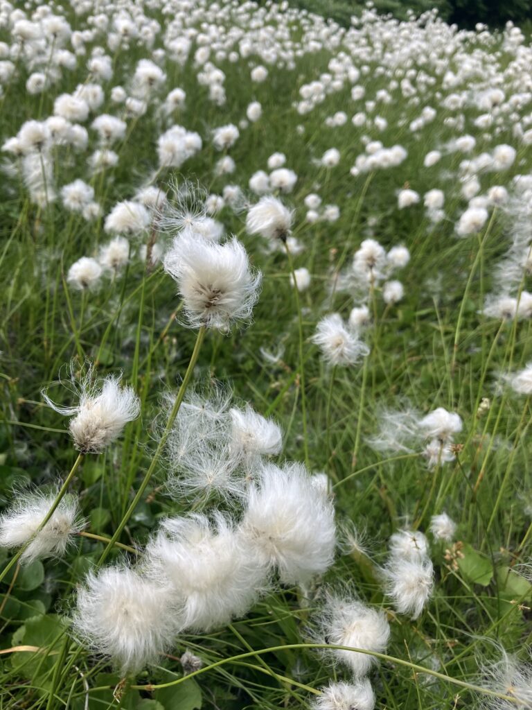 ヴァンスとルビオ【吉崎達彦】