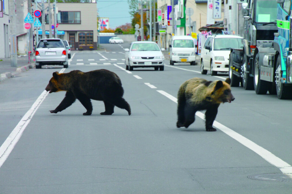 知床のヒグマと人【村田良介】