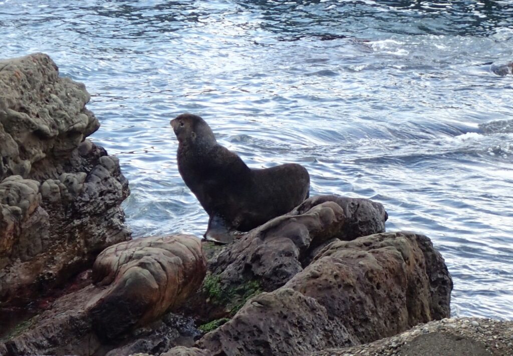 「クラゲ水族館」のお祝いに駆け付けたオットセイ【村上龍男】