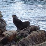 「クラゲ水族館」のお祝いに駆け付けたオットセイ【村上龍男】