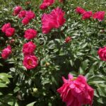 コンクールってなに？  【横山幸雄】